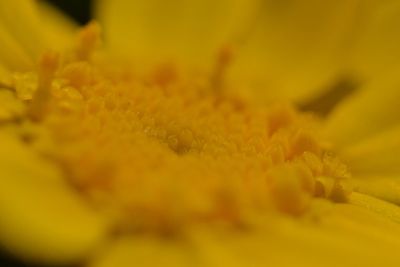 Macro shot of sunflower