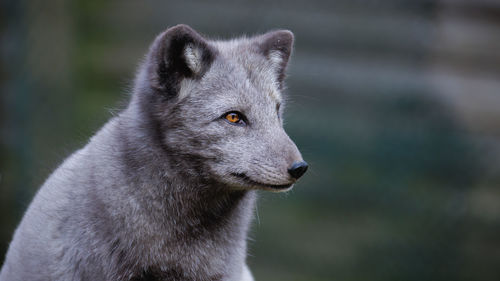 animal