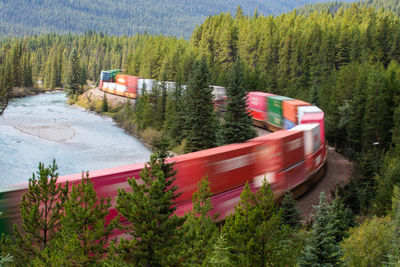 High angle view of trees in forest