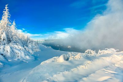 Snow covered trees against blue sky