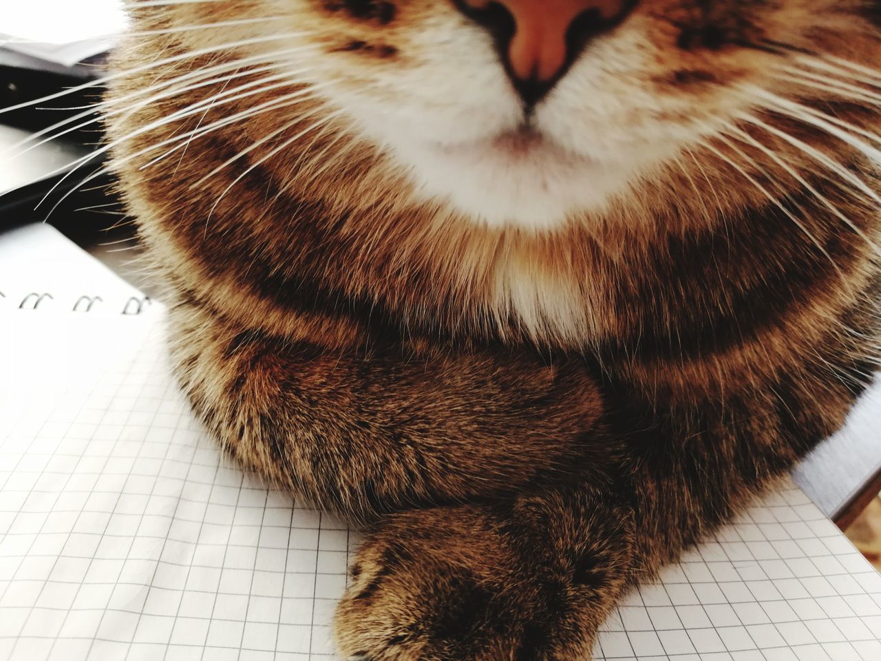 CLOSE-UP OF CAT ON CARPET