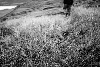 Low section of horse on field