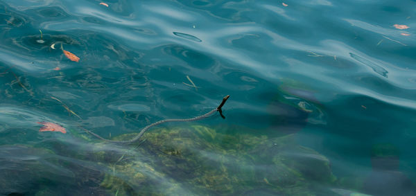 High angle view of a snake swimming in lake