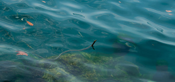 High angle view of a snake swimming in lake