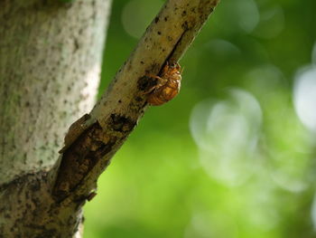 Close-up of insect on tree trunk