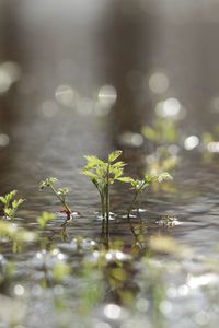 Close-up of plants in water