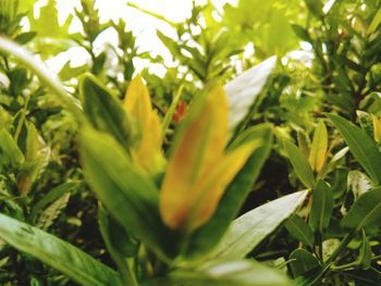 Close-up of yellow flowering plant on field