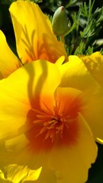 Close-up of yellow flower blooming outdoors