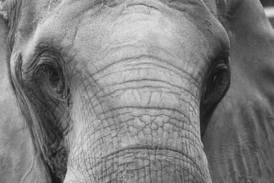 Close-up of elephant