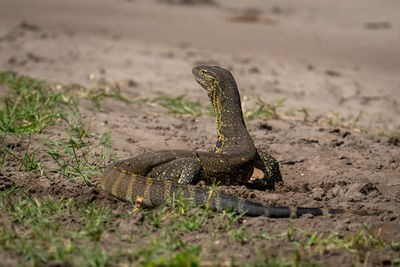 Close-up of lizard