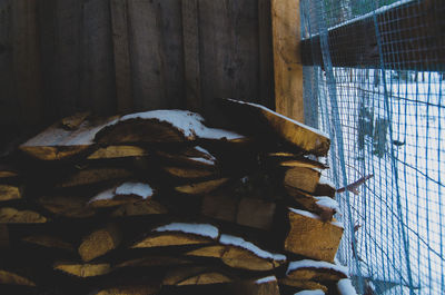 Close-up of fish on log