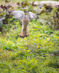 Bird flying in a field