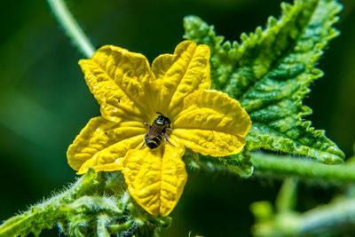 Close-up of bee pollinating on yellow flower