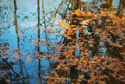 Close-up of reflection of trees in water