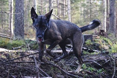Close-up portrait of dog in winter