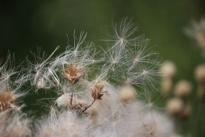 Close-up of flowers against blurred background