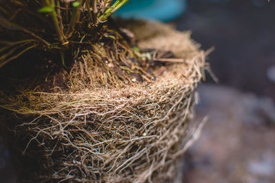 Tree roots