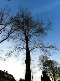 Low angle view of silhouette tree against sky