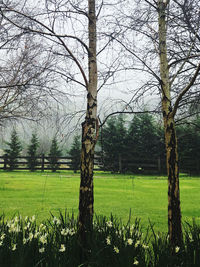 View of bare trees on field