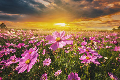 Close-up of pink flowering plants on field against sky during sunset