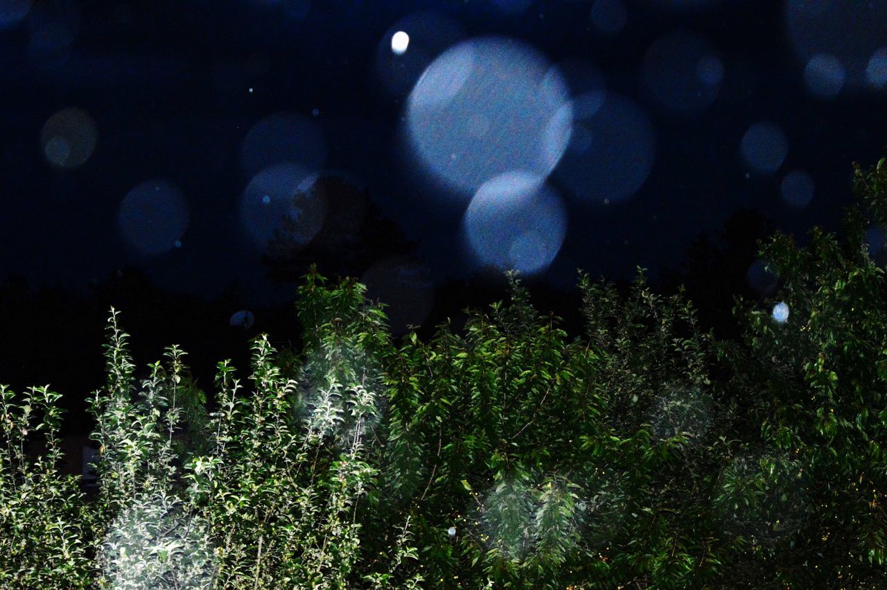 plant, night, growth, nature, no people, beauty in nature, outdoors, tranquility, green color, tree, land, close-up, water, field, selective focus, moon, leaf, motion