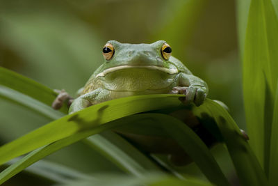 Close-up of frog on leaf