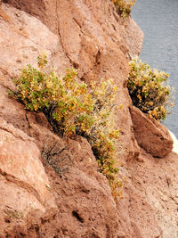 Plants growing on rocks