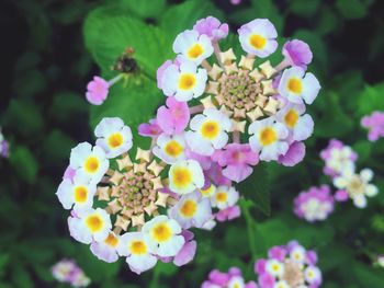 Close-up of purple flowers blooming outdoors