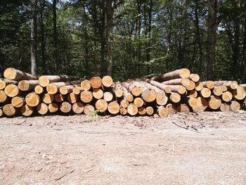 Stack of logs in forest