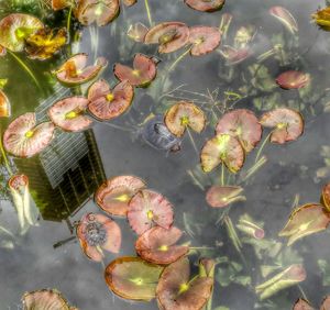 Leaves floating on water