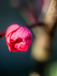 Close-up of pink rose