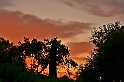 Low angle view of silhouette trees against sky during sunset