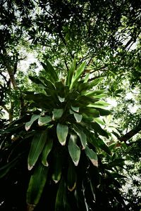 Low angle view of leaves on tree in forest