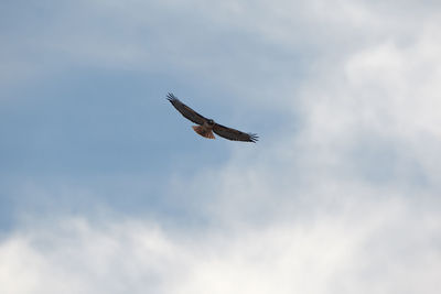 Low angle view of eagle flying in sky