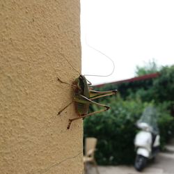 Close-up of insect