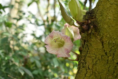 Close-up of pink flower on tree trunk