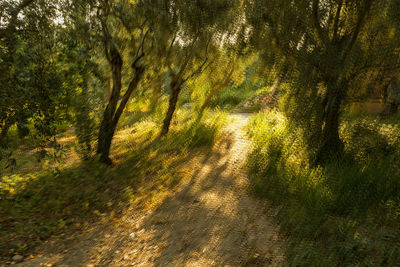 Sun shining through trees in forest