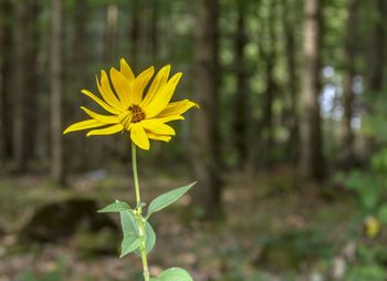 Close-up of yellow flowering plant on land