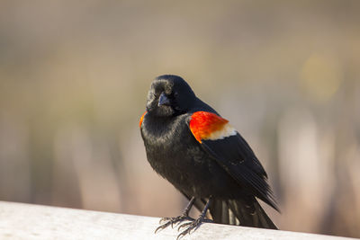 Closeup of adult male red-winged blackbird perched on wood bench staring with angry expression 