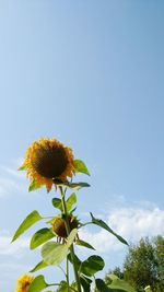 Low angle view of sunflower against sky
