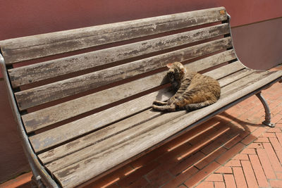 European shorthair cat on a wooden bench.