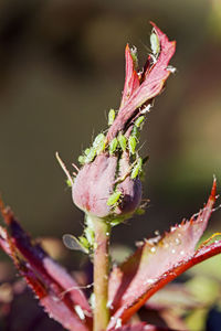 Close-up of pink flower buds