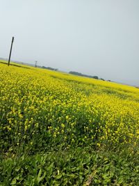 Scenic view of oilseed rape field against sky