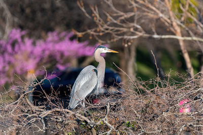 Bird perching on a tree