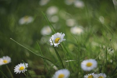 Close-up of white daisy flowers on field