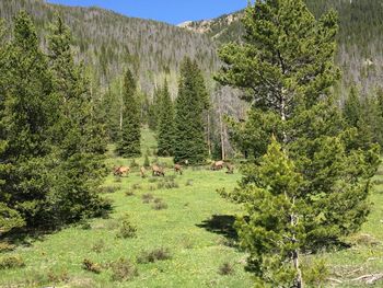 Scenic view of forest