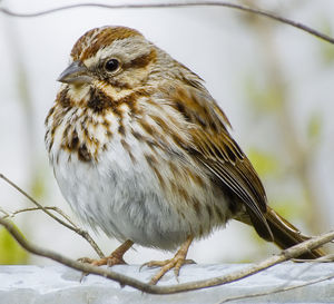 Close-up of bird perching outdoors