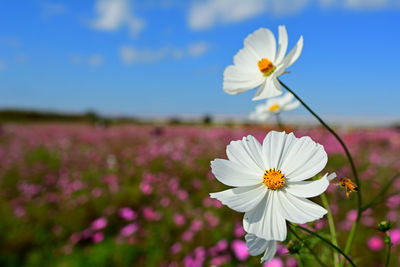 Close-up of purple cosmos flower on field