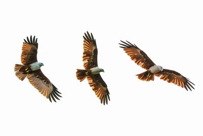 Low angle view of birds flying against sky