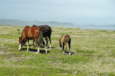 Horses grazing in a field